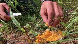 Chanterelle foraging