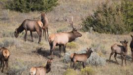 Elk herd