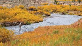 Gallatin river fly fishing fall colors