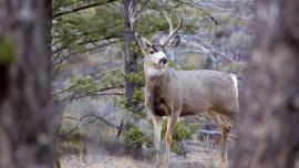 Mule deer buck forest