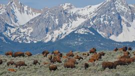 Bison in field