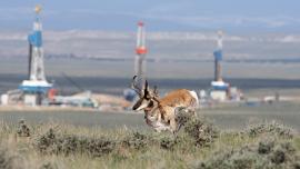 Pronhorn in oil rig field