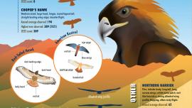 Briders raptors by the numbers