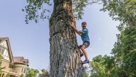 tree climbing story mansion