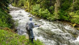 Fly fisherman fishing a creek