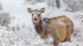 elk winter