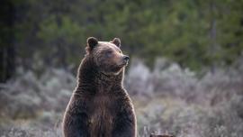 grizzly bear 399