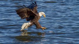 bald eagle catching fish