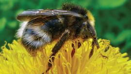 bee pollen flower