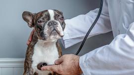 dog at vet