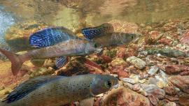 Montana Fluvial Arctic Grayling 