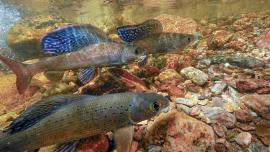 Montana Fluvial Arctic Grayling 