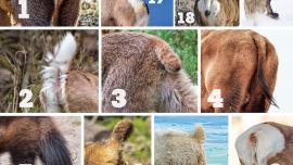 Butts Up Quiz