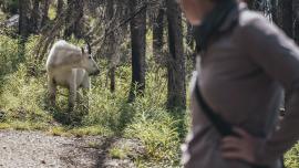 Mountain Goat encounter