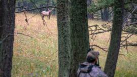 elk hunting archery