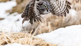Great Grey Owl, Yellowstone Wildlife, Montana Wildlife