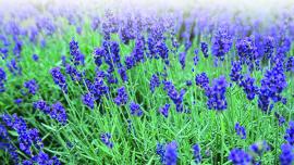 lavender, flowers, wellness