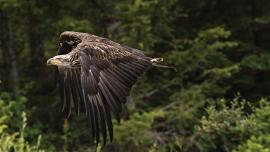 photography flying raptors