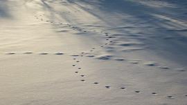 Coyote Tracks, Wildlife Tracking, Yellowstone Safari