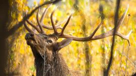 bull elk, bugle, elk hunting