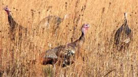 Montana Turkey Hunting