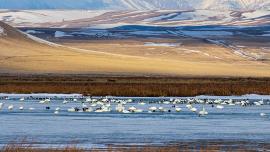 birds, waterfowl, migration
