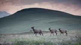 Montana Wildlife Federation, Conservation, Public Land, Hunting