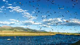 fishing, caddis