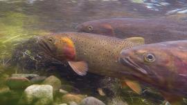 Cutthroat, trout behavior, fish and wildlife, yellowstone national park