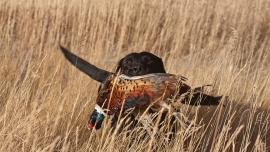 Chinese ring-necked pheasant, pheasant, rooster, bozeman