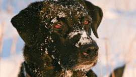Winter dogs, Pets, Bozeman