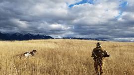 Bird Hunting, Hunting Dogs, Bozeman, Montana