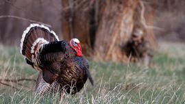 Turkey Hunting, Montana