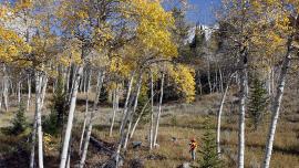 hunting tips, Bozeman hunting, how to hunt