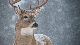 whitetail buck, deer, snow, hunting