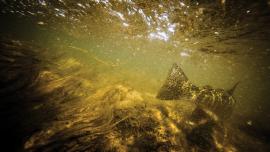 fly-fishing, Montana, fishing in Montana, trout, fish myths