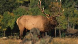 elk, hunting, elk hunting, outside bozeman, montana