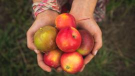 Lockhorn Cider, Bozeman Backyard Blend, Hard Cider, Bozeman