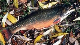 Brook Trout, Montana Fly Fishing