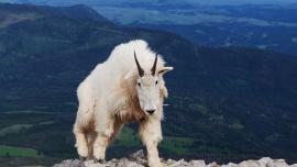 Rocky Mountain Goat Alliance