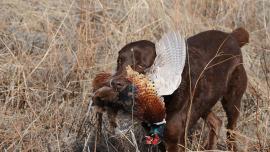 Canyon Ferry, Bird Hunting, Townsend, Montana