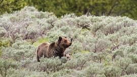 grizzly bear, bear safety, yellowstone