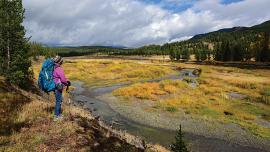 hiking, yellowstone park, river, forest