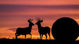 Mule Deer, Hunting, Bozeman, Montana