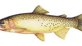 montana fish identification