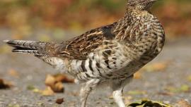 Ruffed Grouse, Bird Hunting, Montana