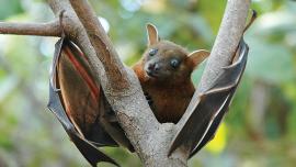 Short Nosed Fruit Bat