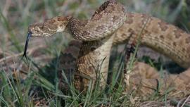 Rattlesnakes, Snake Bites, Montana