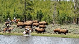 Yellowstone Bison, Buffalo Field Campaign