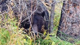 Grizzly Bear Delisting, Montana Grizzly Bear, Endangered Species List